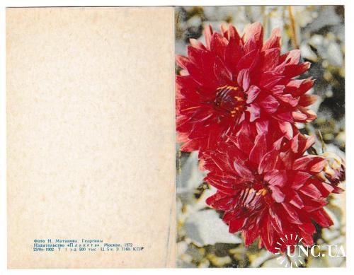 Открытка 1972 Цветы, георгины
