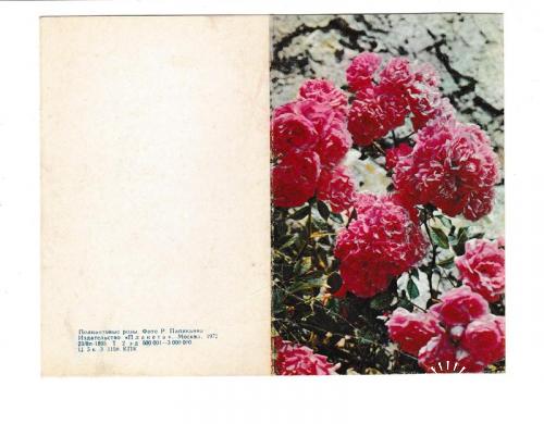 Открытка 1972 Цветы, Полиантовые розы
