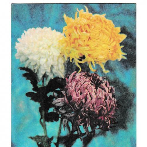 Открытка 1973 Поздравляем!, цветы, п/п