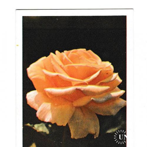 Открытка 1975 Цветы, роза
