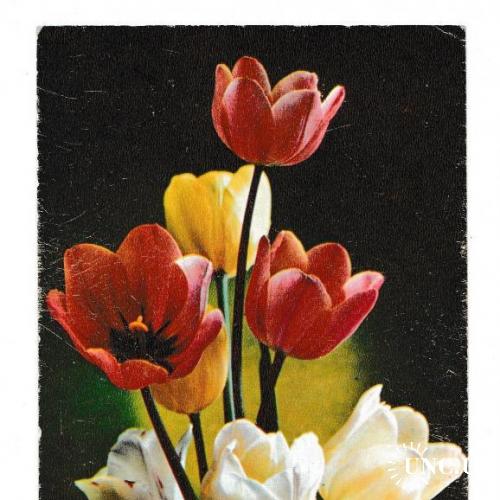 Открытка 1976 Цветы, тюльпаны, п/п
