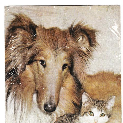 Открытка 1976 Собака и кошка, Германия