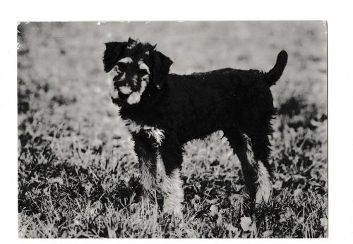 Открытка 1976 Собака, молодой эрдельтерьер, Junger Airedale-Terrier, Германия