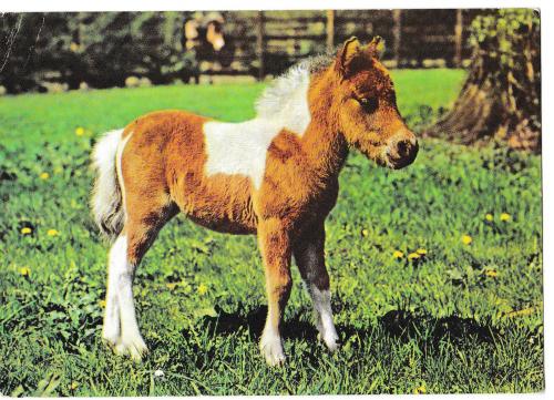 Открытка 1978 Лошадь, пони, Германия