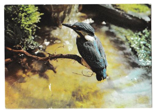 Открытка 1978 Птица, зимородок, Германия