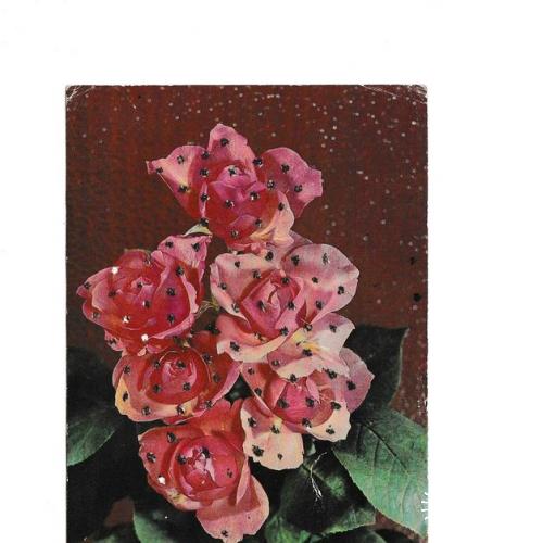 Открытка 1979 Planet - Verlag Berlin, цветы, розы, с металлическим напылением, Германия

