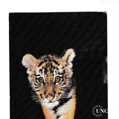 Открытка 1982 Фауна, Амурский тигрёнок

