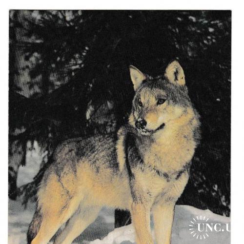 Открытка 1982 Фауна, волк
