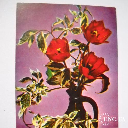 Открытка Цветы, тюльпаны 1973
