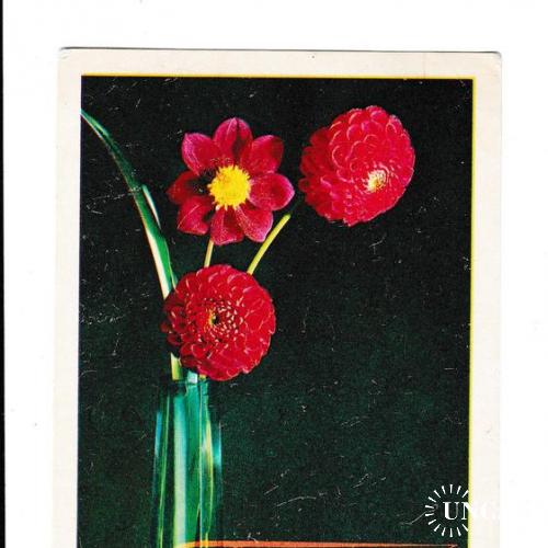 Открытка, Поздравляю!, цветы, 1979
