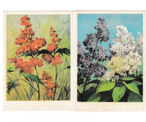 Открытки 1977 Цветы, астильба, сирень, Эстония
