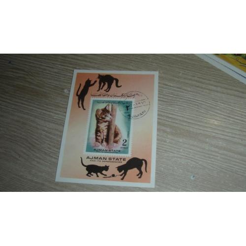 Аджман, кошки