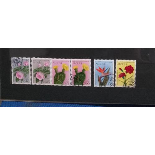 Алжир, цветы