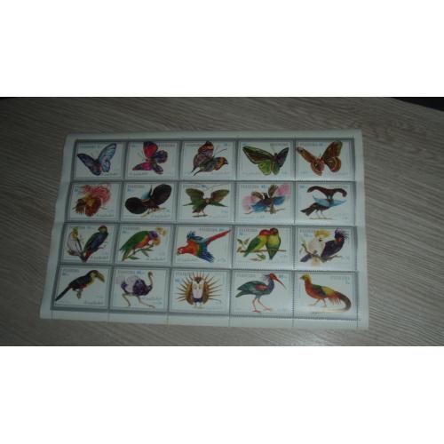 Фуджейра, фауна (бабочки+птицы)