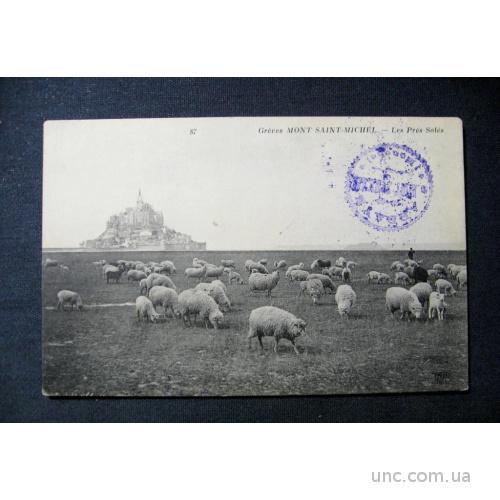 0175. Открытка. Овцы. Овца. 1905 г.