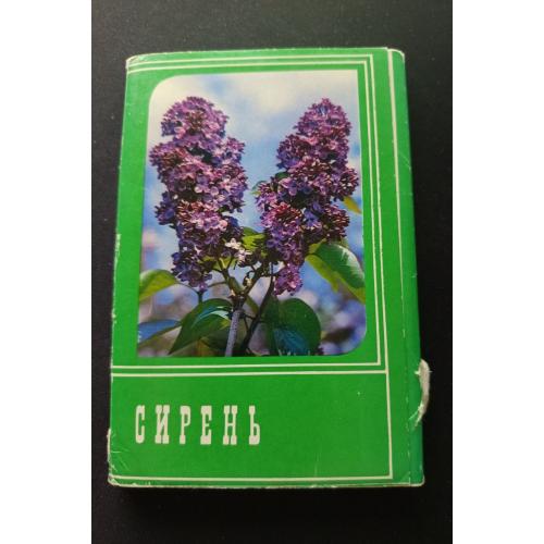 Набір листівок "бузок"