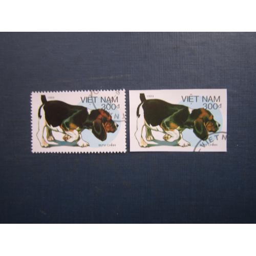 2 марки В'єтнам 1989 фауна собака бассет 300 донг із зубцями та без головна марка серії КЦ 1.75 $