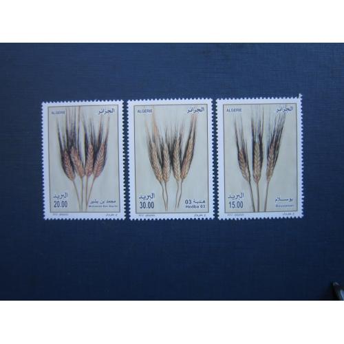 3 марки повна серія Алжир 2012 флора пшениця MNH КЦ 5 $