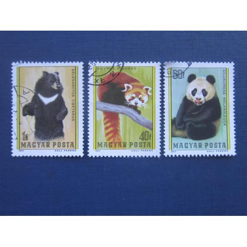 3 марки Венгрия 1977 фауна гималайский медведь большая и малая панда гаш
