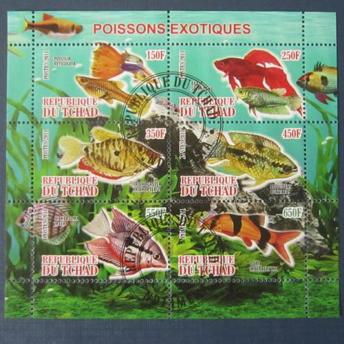 Блок 6 марок Чад 2011 фауна аквариумные рыбки гаш