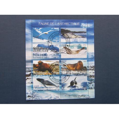 Блок 8 марок Конго 2012 фауна Антарктика птицы пингвины чайки тюлени морские слоны киты касатки гаш