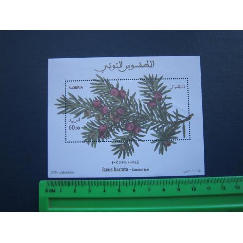 Блок марка Алжир 2024 флора тис ягідний зелениця MNH