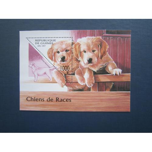 Блок марка Гвінея 1997 фауна собака порода золотий лабрадор MNH КЦ 6 $