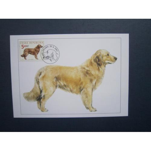 Картмаксимум листівка марка СГ спецгасіння Чехія 2001 фауна собака порода золотий лабрадор
