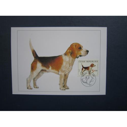 Картмаксимум листівка марка спецгасіння Чехія 2001 фауна собака бігль