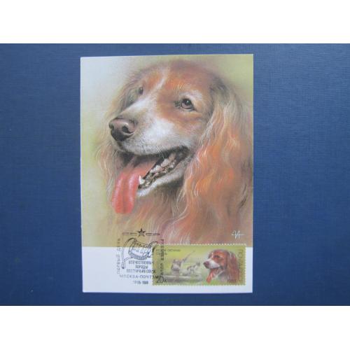 Картмаксимум листівка марка спецгасіння СРСР 1988 фауна собака порода руський мисливський спаниель