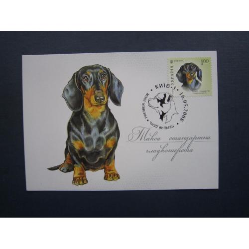 Картмаксимум листівка марка спецгасіння Україна 2008 фауна собака такса
