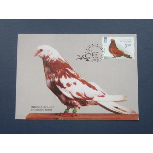 Картмаксимум марка открытка спецгашение Украина 2014 фауна птица голубь николаевский высоколётный