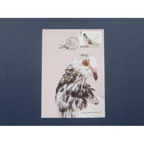 Картмаксимум марка открытка спецгашение Украина 2014 фауна птица голубь одесский турман