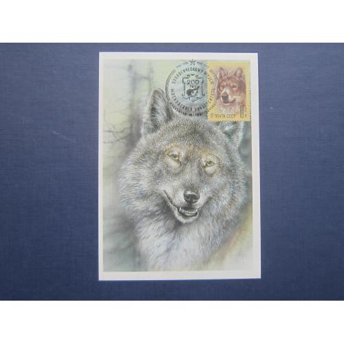 Картмаксимум открытка 1989 марка 1988 спецгашение 1991 фауна волк