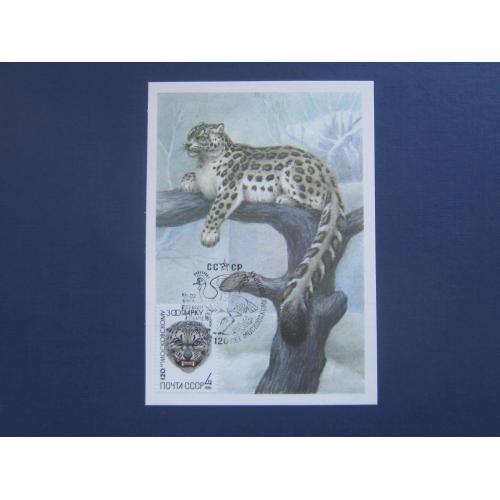 Картмаксимум открытка марка спецгашение СССР 1984 Московский зоопарк фауна барс снежный леопард
