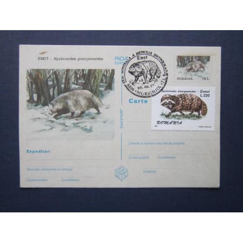 Карточка с оригинальной маркой марка спецгашение Румыния 1997 фауна енот