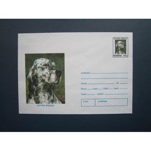 Конверт з оригінальною маркою Румунія 1996 фауна собака порода сетер чиста
