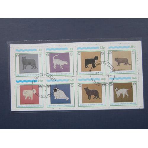 Малый лист 8 марок Остров Бернера Шотландия 1984 фауна кошки домашние породы гаш
