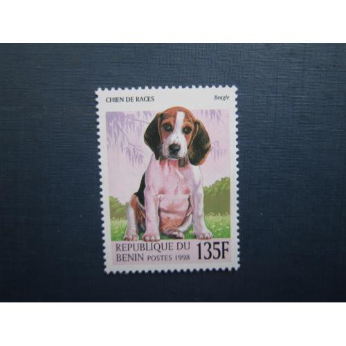 Марка Бенин 1998 фауна собака бігль MNH