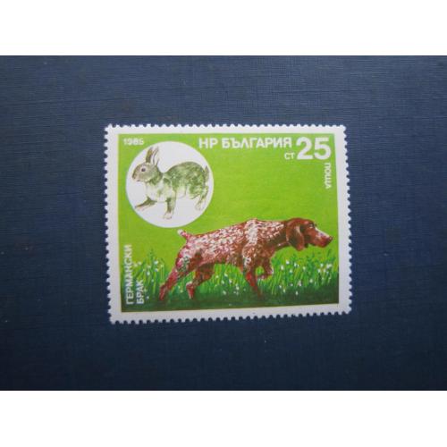 Марка Болгарія 1985 полювання фауна заєць собака німецький бракк MNH