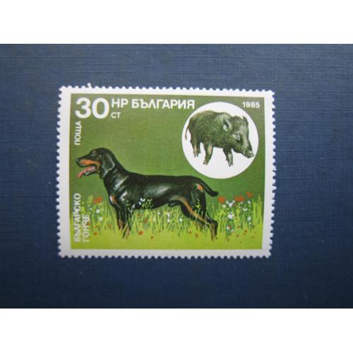 Марка Болгарія 1985 полювання фауна собака гончак болгарський кабан MNH