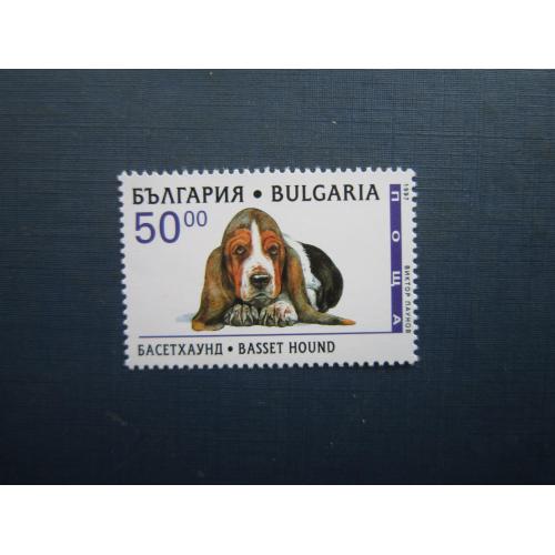 Марка Болгарія 1997 фауна собака бассет-хаунд головна марка серії MNH КЦ 1.75 $