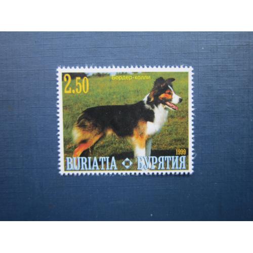 Марка Бурятия 1999 фауна домашние собаки бордер-колли MNH