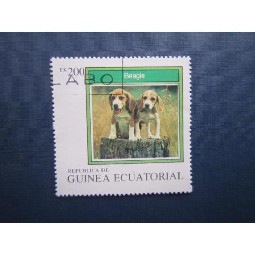 Марка Екваторіальна Гвінея фауна собака бігль гаш
