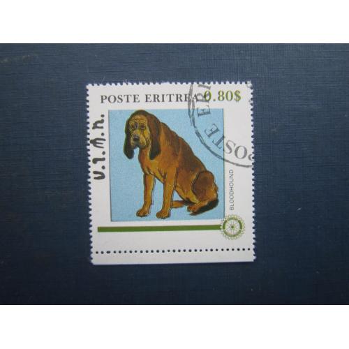 Марка Ерітрея фауна собака бладхаунд гаш