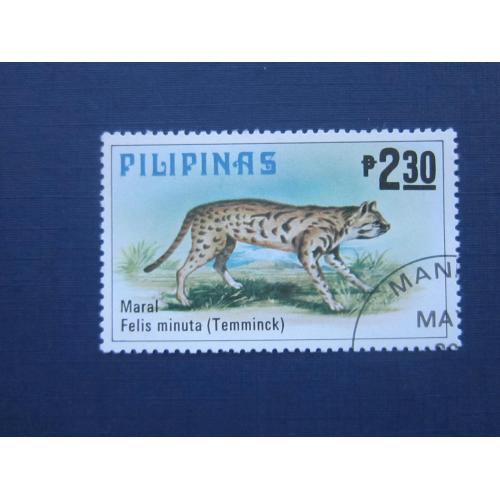 Марка Филиппины фауна дикая филиппинская кошка Темминк (бенгальская) гаш