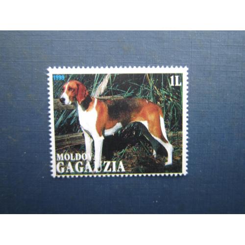 Марка Гагаузія Молдова 1999 фауна собака гончак MNH