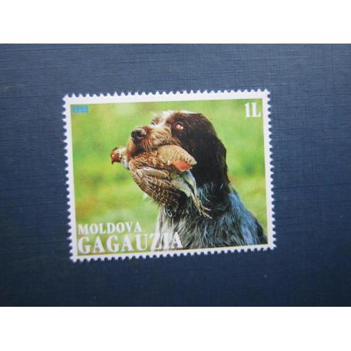 Марка Гагаузія Молдова 1999 полювання фауна птах собака німецький бракк MNH