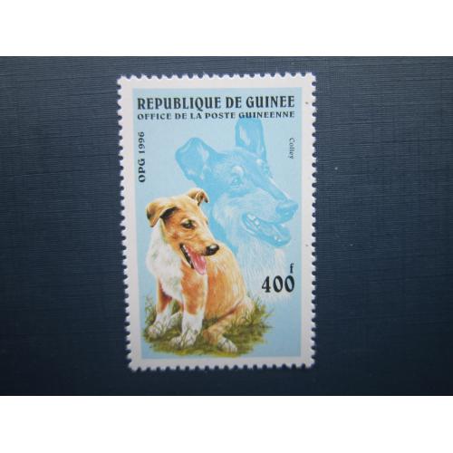 Марка Гвинея 1996 фауна домашние собаки порода коли шотландская овчарка MNH