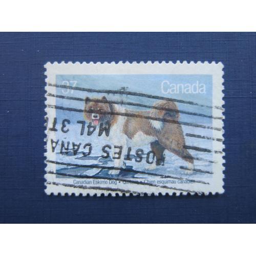 Марка Канада 1988 фауна собака лайка эскимосов гаш